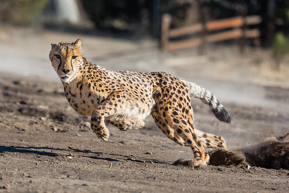 Le gardien doit avoir l'instinct du guépard - source : Animal Ark